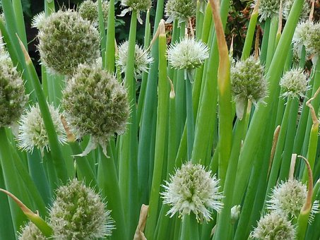 Blomst, Eng, Natur, Sommer, Blomstre