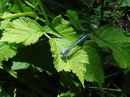Guldsmed, Sommer, Blade, Insekt, Natur