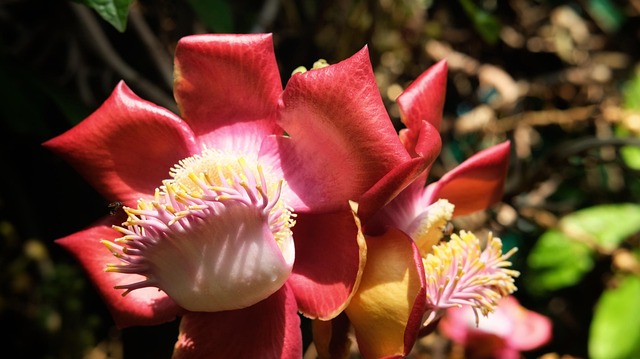 Free Red Flower photo and picture