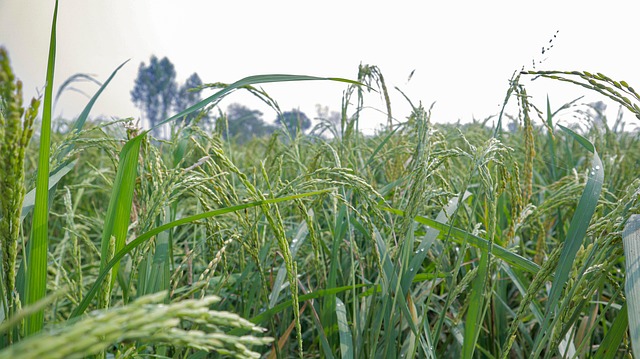 Riz Bangladesh Agriculture - Photo gratuite sur Pixabay - Pixabay