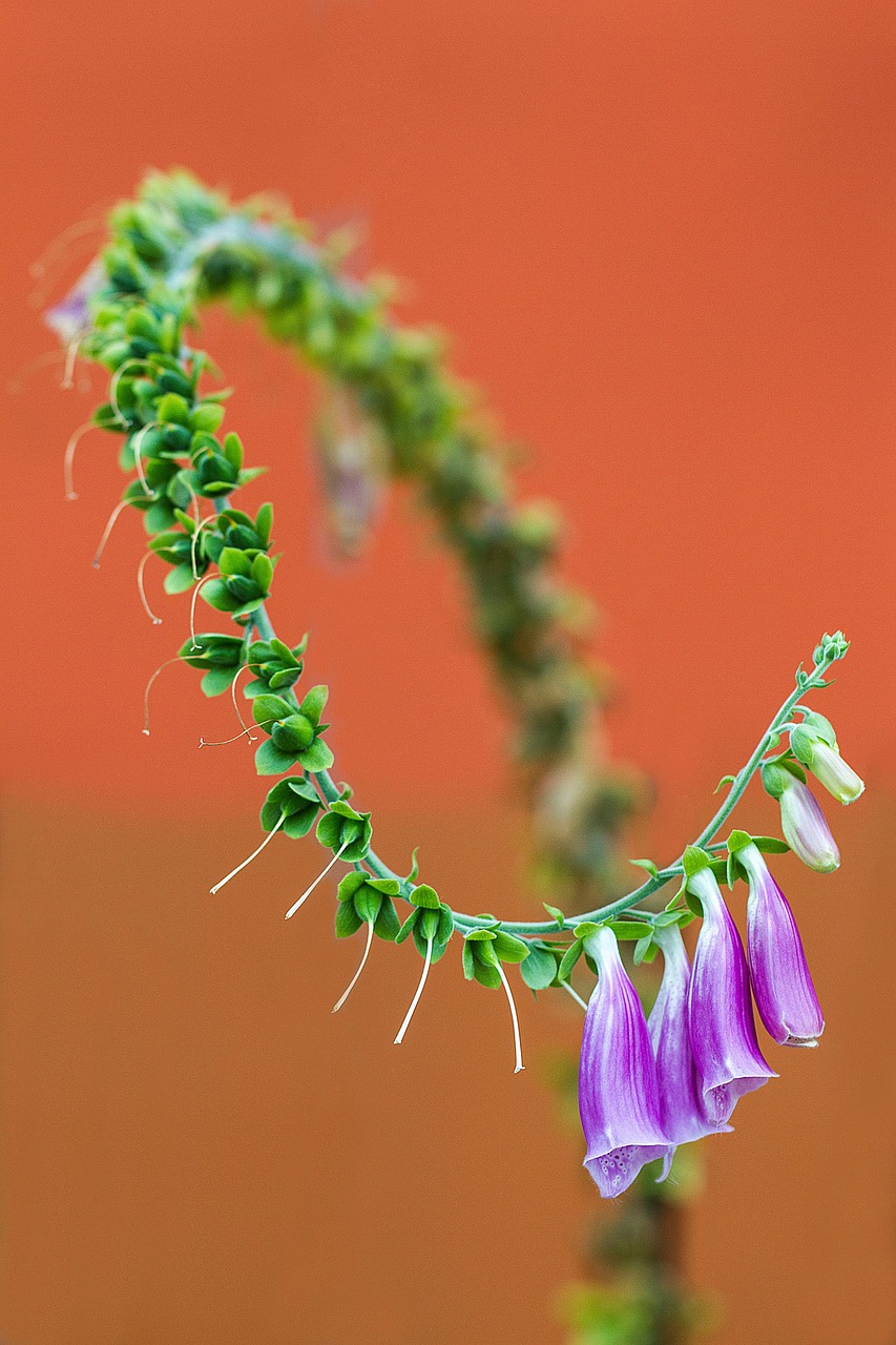 Flowers Inflorescence Blooming - Free photo on Pixabay - Pixabay