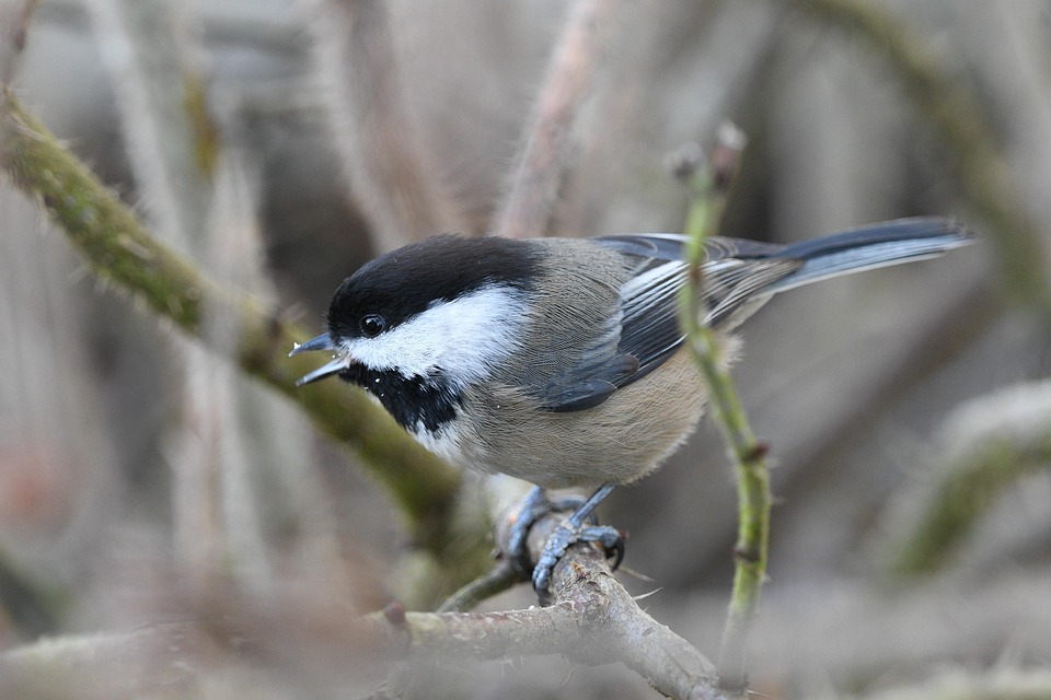 Black-Capped Chickadee Bird Branch - Free photo on Pixabay - Pixabay