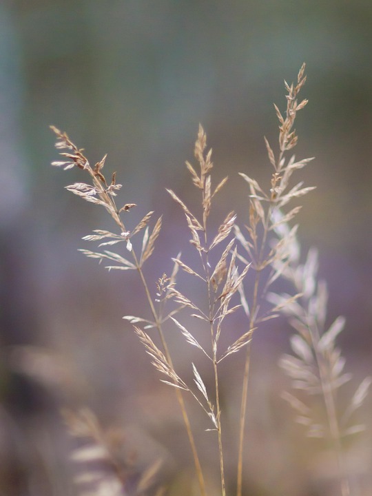 Fescue Hay Festuca Free photo on Pixabay Pixabay