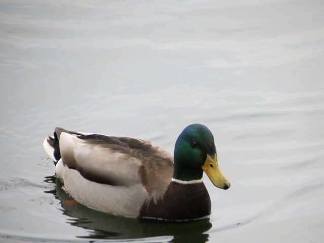 Free Duck Lake photo and picture