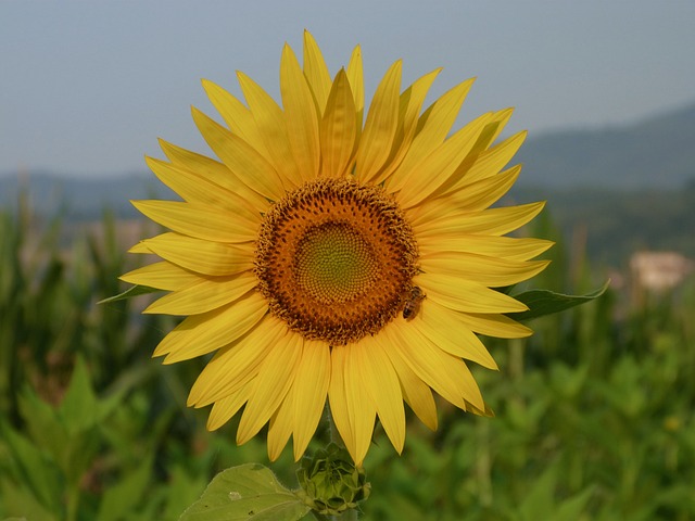 Free Girasol Flower photo and picture