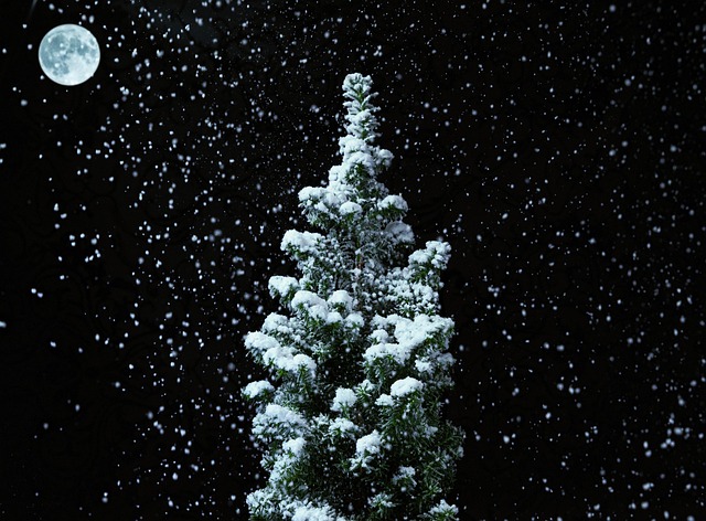 Boom, Sneeuw, Maan, Nacht, Kerstmis