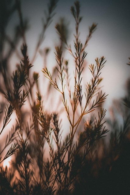 Free Leaves Foliage photo and picture