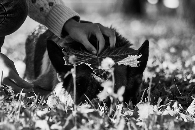 Free Dog Stroll photo and picture