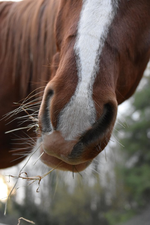 Horse Nostrils Nose - Free photo on Pixabay
