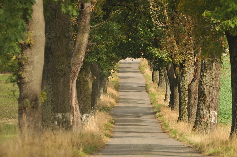 Tree Road Path Road Trees Path Tree - Free photo on Pixabay