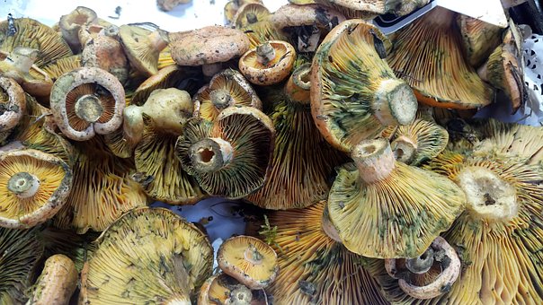 Free Mushrooms Mushroom photo and picture