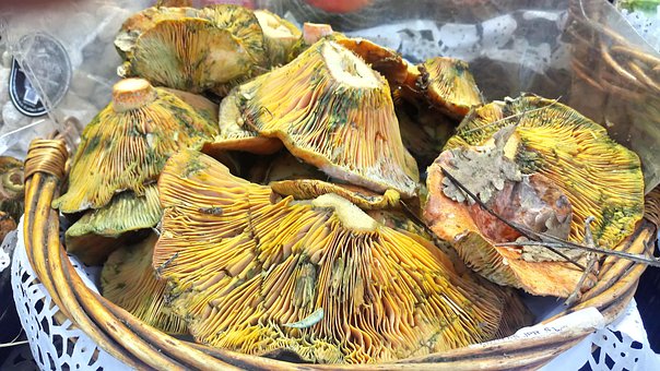 Free Most Mushrooms photo and picture