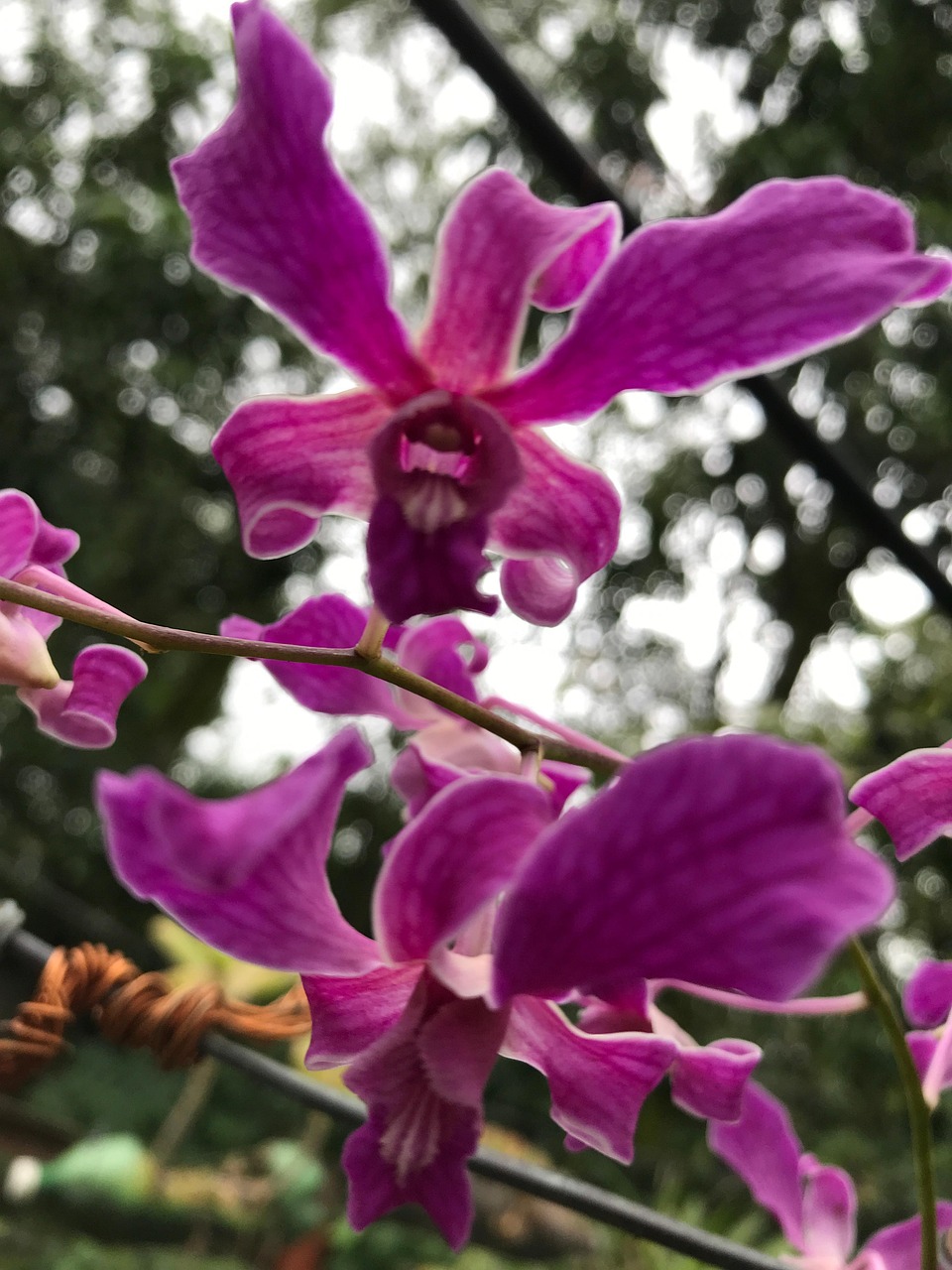 兰花 花 花园 - Pixabay上的免费照片 - Pixabay
