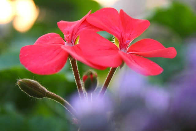 Free Nature Flowers photo and picture
