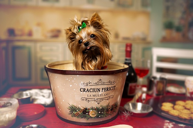 Craciun, Foto-Session, Catei, Craciun