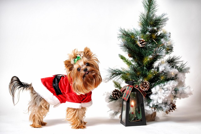 Yorkshire Terrier, Sedinta Foto Craciun