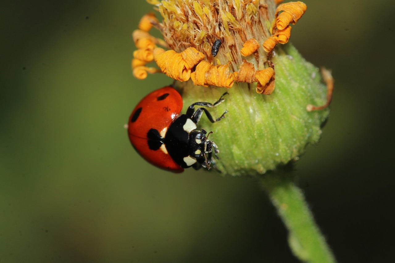 Tambuohan Insect Serangga Makan Tumbuhan Hijau Di - Foto gratis di Pixabay - Pixabay