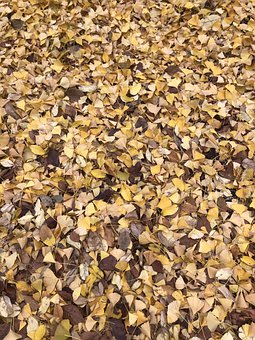 Blade, Fall, Blad, Ginkgo