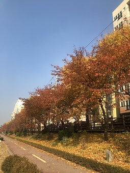 Blade, Fall, Blad, Ginkgo, Træ
