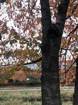 Blade, Fall, Blad, Ginkgo, Natur
