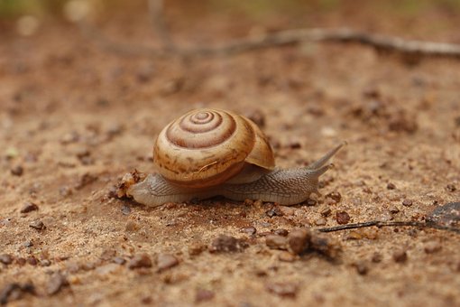 Caracol, Cáscara, Molusco, Gatear