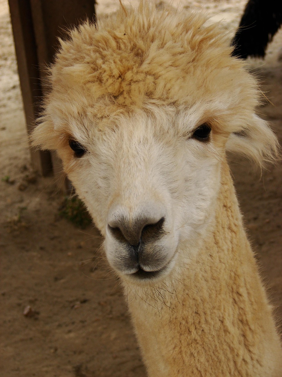 Cara De Alpaca