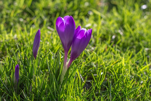 Toate Bune, Floare, Salut Floral
