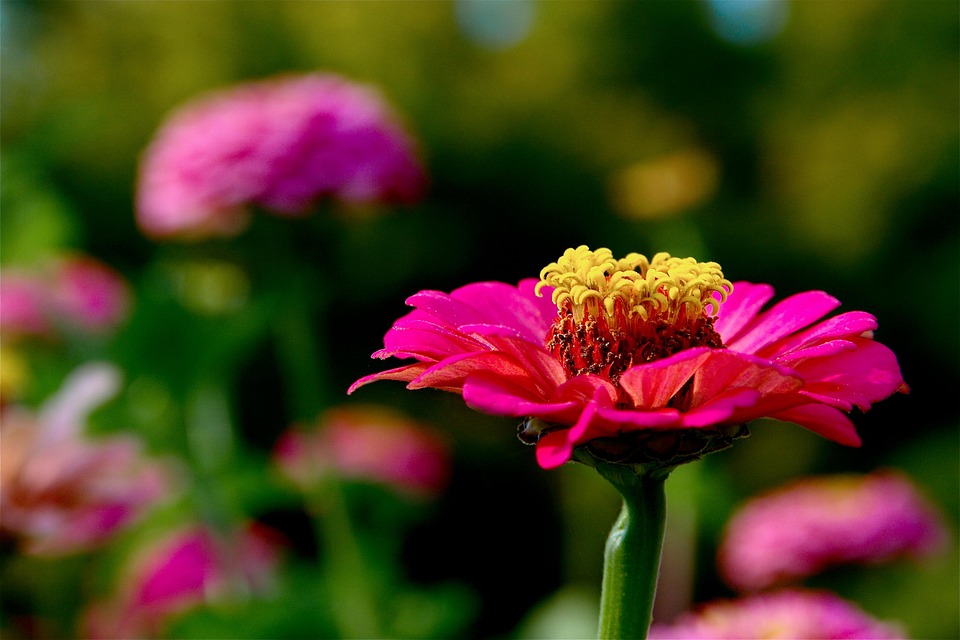 Zinnias Flowers Bloom Free photo on Pixabay