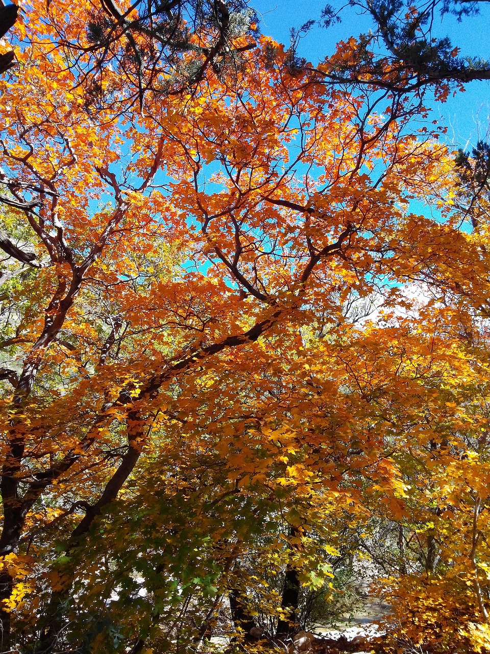 Fall Foliage Leaves - Free photo on Pixabay - Pixabay