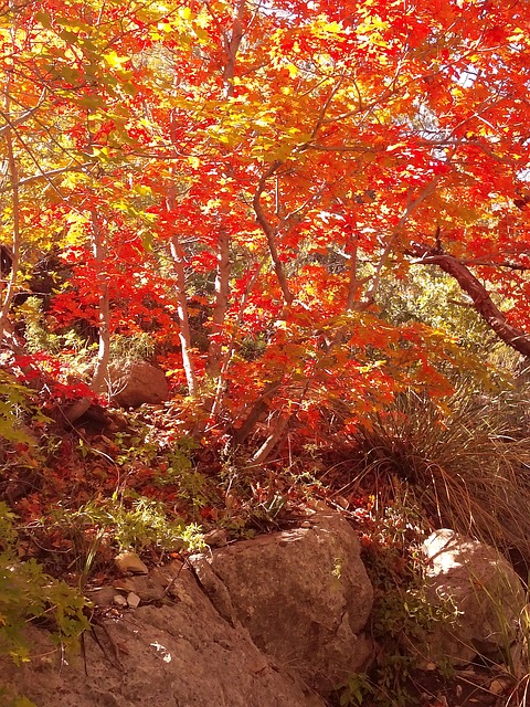 Fall Foliage Leaves Autumn - Free photo on Pixabay - Pixabay