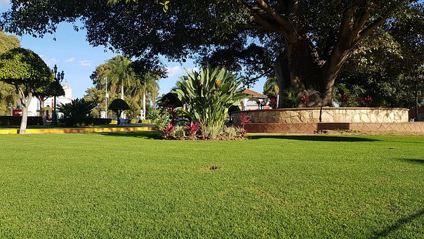 Free The Tule Tree Park photo and picture