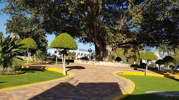 Free The Tule Tree photo and picture