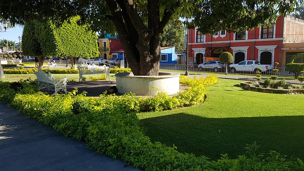 Free The Tule Oaxaca photo and picture