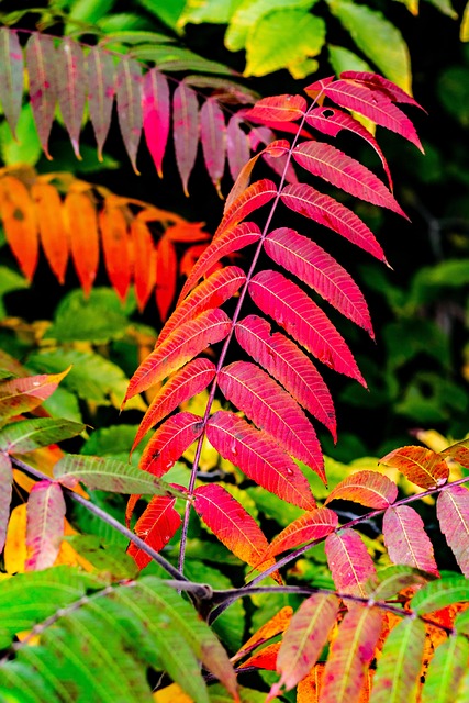 Free Autumn Leaves photo and picture