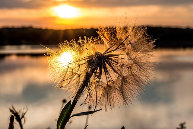 Free Dandelion Flower photo and picture