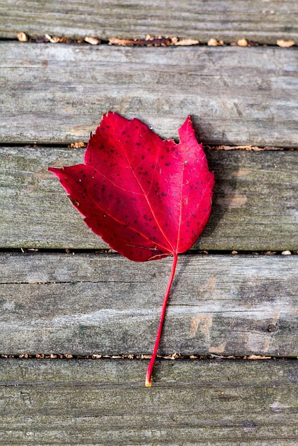 Free Leaf Fall photo and picture