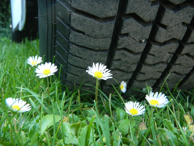 Free Daisy Weeds photo and picture