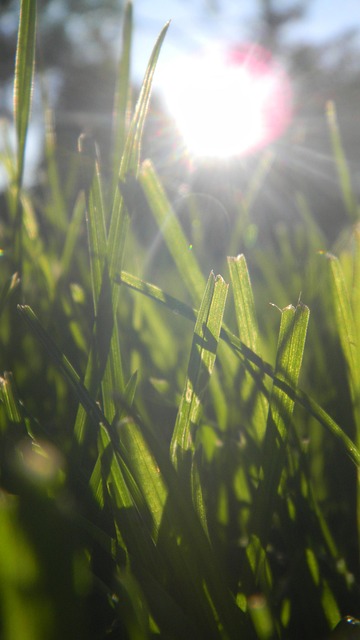 Free Grass Light photo and picture