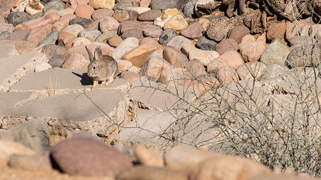 Free Cottontail Rabbit photo and picture