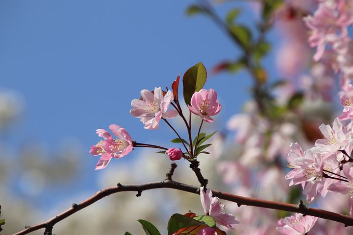 開花クラブアップル クラブアップルに関する2以上の無料写真