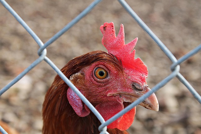 Free Rooster Chicken photo and picture