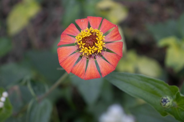 Free Flower Wild Flower photo and picture