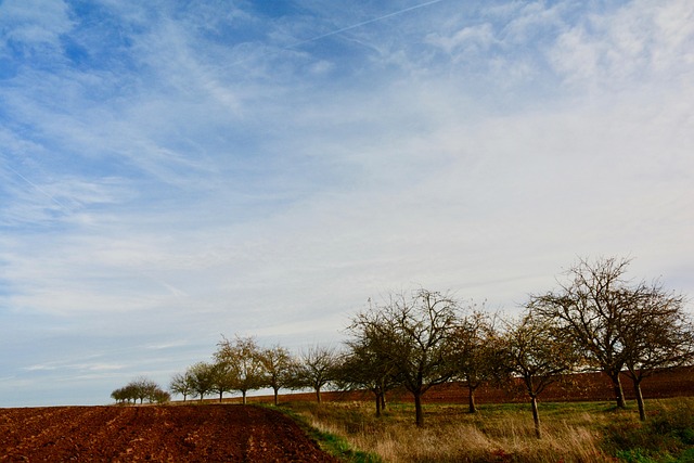 Free Fruit Trees Orchards photo and picture