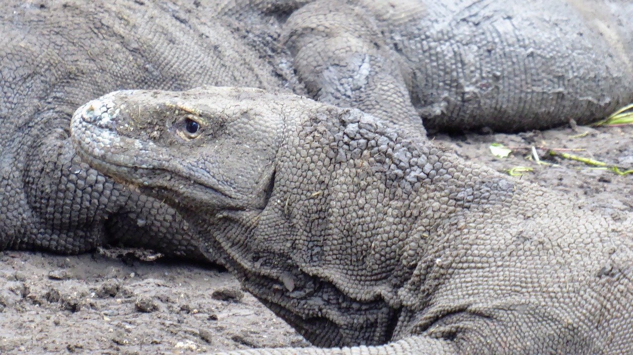 Komodo Monitor Lizard Free photo on Pixabay Pixabay