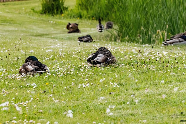 Free Ducks Birds photo and picture