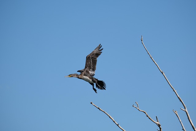 Free Great Cormorant Birdwatching photo and picture