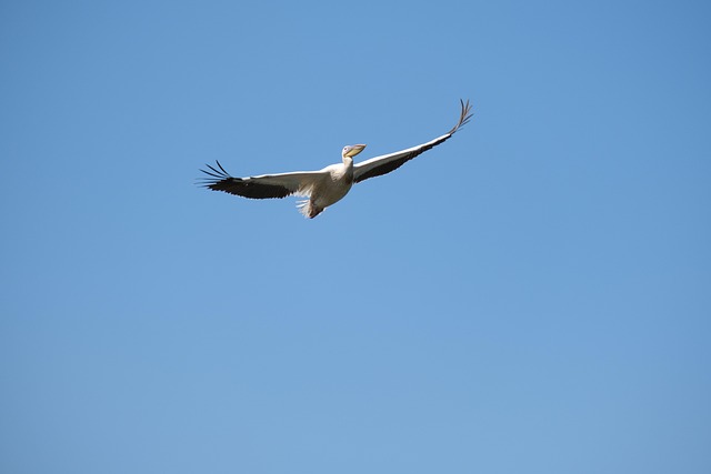 Free Great White Pelican Birdwatching photo and picture