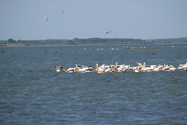 Free White Pelicans Birdwatching photo and picture
