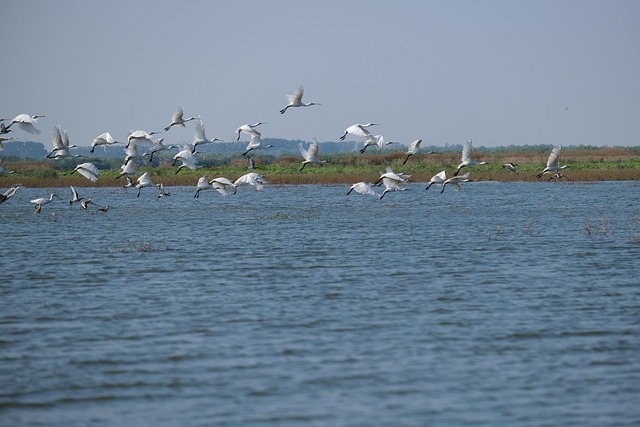Free Birdlovers Birdsphotography photo and picture