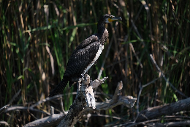 Free Birdlovers Birdsphotography photo and picture